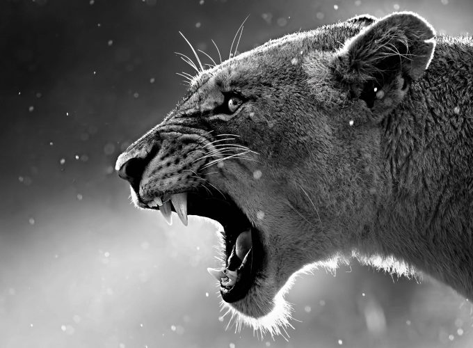 Wallpaper lion, roaring, 4k, Animals 5133411387